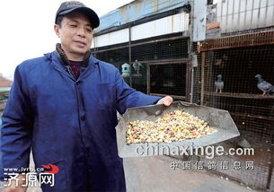 信鸽放飞游戏,放飞游戏(图5) 信鸽放飞游戏,放飞游戏(图5)