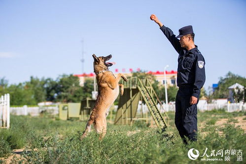 训练警犬游戏,模拟实战，提升警犬技能(图1)