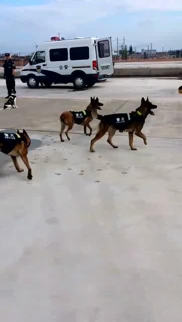 训练警犬游戏,模拟实战，提升警犬技能(图2)