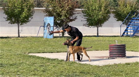 训练警犬游戏,模拟实战，提升警犬技能(图3)