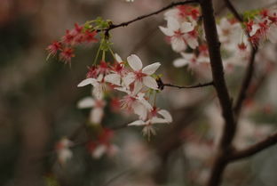 梅花影视资源库大全 (图2)