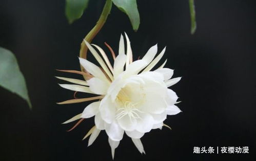 旋转昙花游戏,揭秘奇幻旋转游戏中的美丽瞬间(图2)