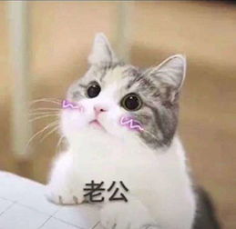 抖猫猫游戏,挑战你的极限！(图1)