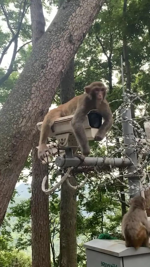 监控猴子游戏,揭秘不要喂食猴子中的虚拟偷窥与生存挑战(图1)