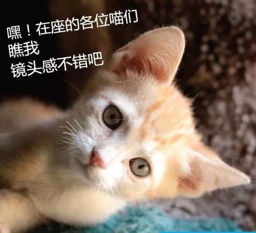 n猫游戏,n猫游戏带你领略奇幻冒险之旅(图2)