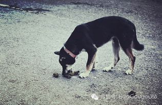 吃狗屎游戏,揭秘“吃狗屎游戏”背后的心理奥秘(图1)