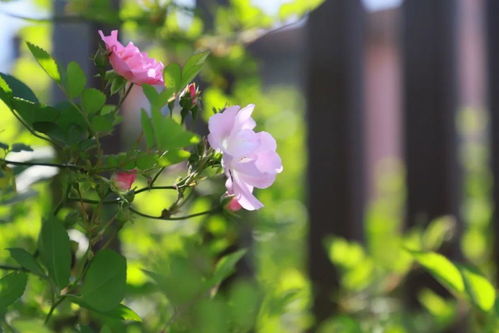 花墙的游戏,探索神秘花墙背后的奇幻世界(图2)