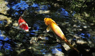 鲤鱼岛游戏,揭秘神秘岛屿的奇幻冒险(图1)