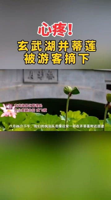 游戏摘莲蓬,轻松完成任务(图3)