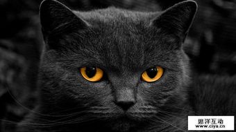 黑暗猫咪游戏,宇宙猫咪的生存挑战(图3) 黑暗猫咪游戏,宇宙猫咪的生存挑战(图3)