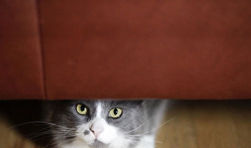 黑暗猫咪游戏,宇宙猫咪的生存挑战(图2) 黑暗猫咪游戏,宇宙猫咪的生存挑战(图2)