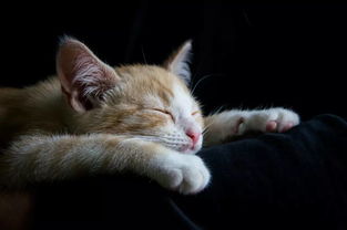 猫睡觉游戏,趣味猫睡觉游戏大盘点(图1) 猫睡觉游戏,趣味猫睡觉游戏大盘点(图1)