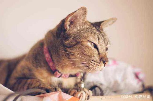 猫睡觉游戏,趣味猫睡觉游戏大盘点(图3) 猫睡觉游戏,趣味猫睡觉游戏大盘点(图3)
