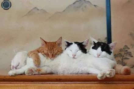 猫睡觉游戏,趣味猫睡觉游戏大盘点(图2) 猫睡觉游戏,趣味猫睡觉游戏大盘点(图2)