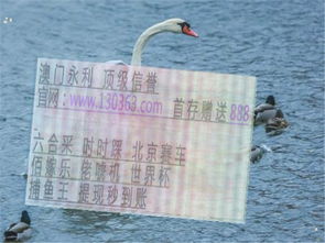 葡币游戏官网,解锁无限乐趣与财富之旅(图1) 葡币游戏官网,解锁无限乐趣与财富之旅(图1)