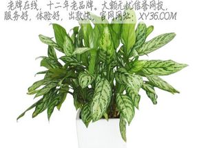 二七十字牌游戏下载,挑战牌技极限(图1) 二七十字牌游戏下载,挑战牌技极限(图1)