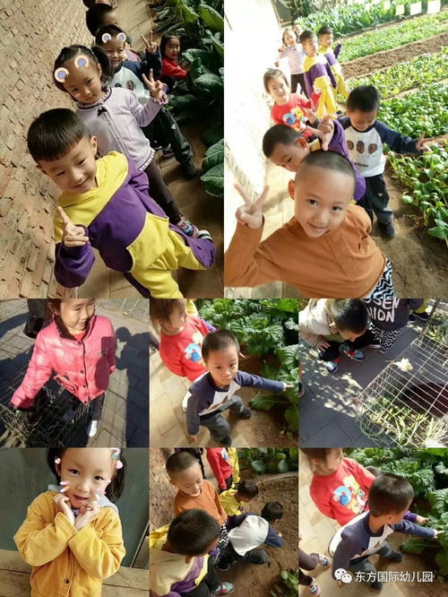 幼儿园蔬菜游戏,培养幼儿健康饮食习惯”(图3) 幼儿园蔬菜游戏,培养幼儿健康饮食习惯”(图3)