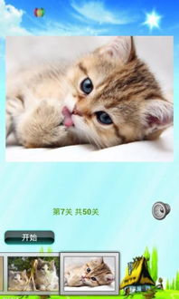 儿童游戏猫,猫的趣味世界与成长启示(图2)