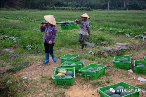 摘瓜游戏,智慧比拼的欢乐时光(图3) 摘瓜游戏,智慧比拼的欢乐时光(图3)