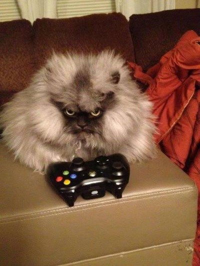 小猫游戏时,小猫游戏精选与玩法指南(图3) 小猫游戏时,小猫游戏精选与玩法指南(图3)