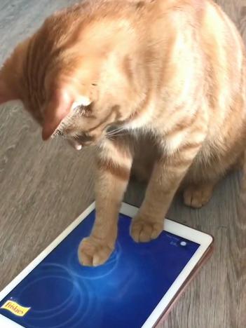 猫爱玩的游戏,揭秘猫咪的趣味游戏世界(图1) 猫爱玩的游戏,揭秘猫咪的趣味游戏世界(图1)