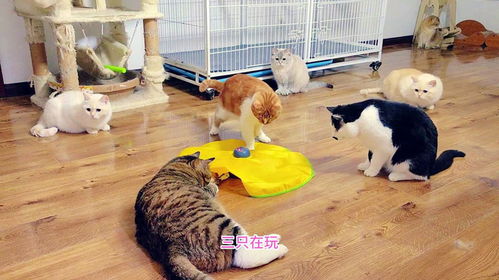 猫爱玩的游戏,揭秘猫咪的趣味游戏世界(图3) 猫爱玩的游戏,揭秘猫咪的趣味游戏世界(图3)