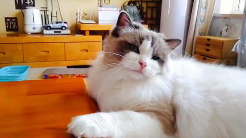 声控猫游戏,唤醒你的听觉冒险之旅(图1) 声控猫游戏,唤醒你的听觉冒险之旅(图1)