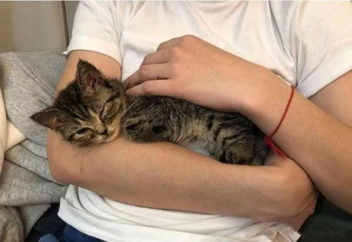 猫打针游戏,科普宠物医疗知识(图2) 猫打针游戏,科普宠物医疗知识(图2)