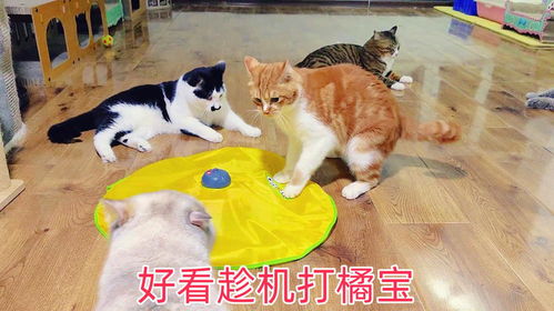 猫玩儿游戏,猫玩游戏的趣味瞬间(图2) 猫玩儿游戏,猫玩游戏的趣味瞬间(图2)