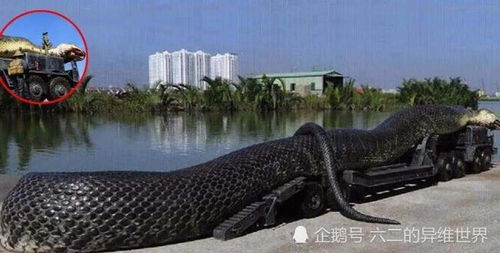 蛇化蛟蛟化龙的游戏名,探寻神秘生物的奇幻蜕变之旅(图2) 蛇化蛟蛟化龙的游戏名,探寻神秘生物的奇幻蜕变之旅(图2)