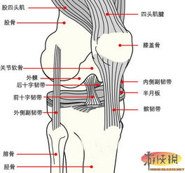 髌骨的游戏,游戏中的骨骼知识之旅(图3) 髌骨的游戏,游戏中的骨骼知识之旅(图3)