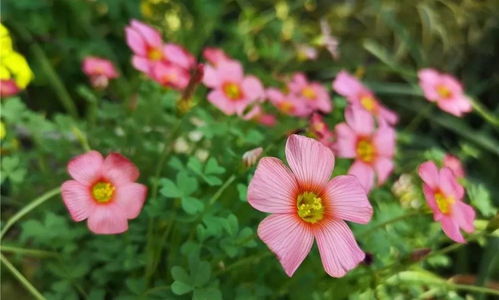 酢浆草游戏,探索奇幻冒险的绿色世界(图2) 酢浆草游戏,探索奇幻冒险的绿色世界(图2)