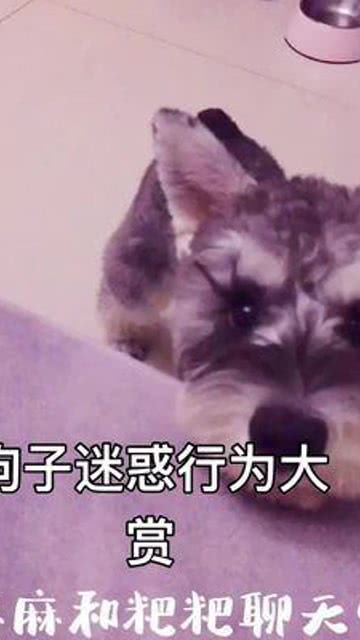 雪纳瑞游戏,萌宠相伴的欢乐时光(图2) 雪纳瑞游戏,萌宠相伴的欢乐时光(图2)