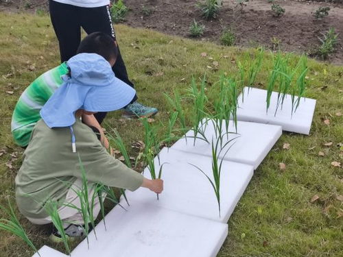水稻游戏,传承农耕文化(图2)