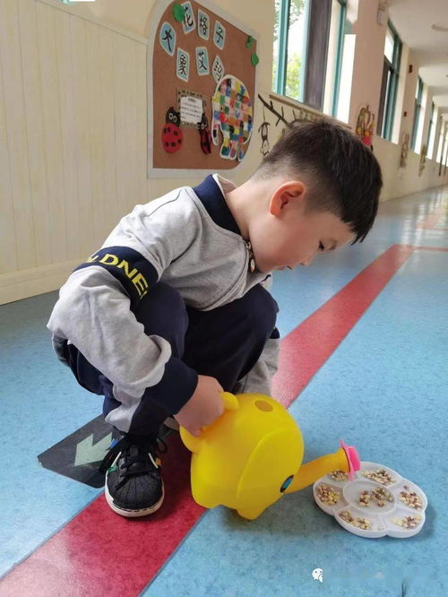 玉米游戏小班,小班宝贝的欢乐种植之旅(图3)