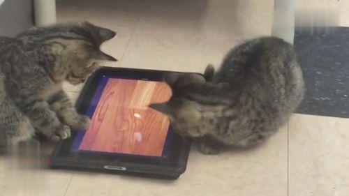 猫咪游戏平板,互动乐趣无限(图1)