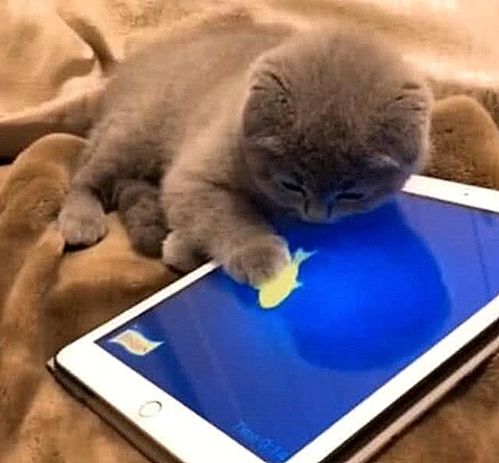 猫咪游戏平板,互动乐趣无限(图2)