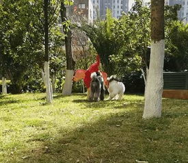 捉狗游戏,一场欢乐与智慧的较量(图2) 捉狗游戏,一场欢乐与智慧的较量(图2)