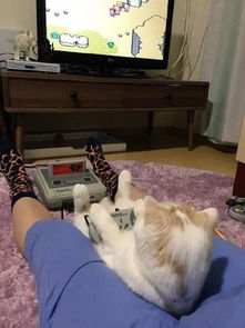 大大猫游戏,挑战极限的冒险之旅(图1) 大大猫游戏,挑战极限的冒险之旅(图1)