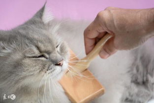 猫咪运输游戏,跨越世界的温馨之旅(图1)