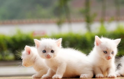 猫咪运输游戏,跨越世界的温馨之旅(图2)