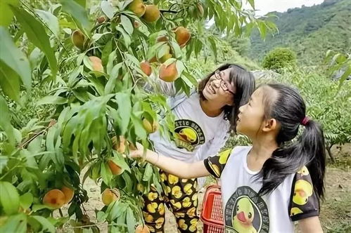 种植采摘游戏,体验种植与采摘的欢乐时光(图1) 种植采摘游戏,体验种植与采摘的欢乐时光(图1)