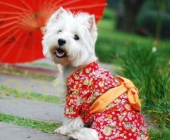 小狗犬游戏,萌宠陪伴的奇幻冒险之旅(图3)