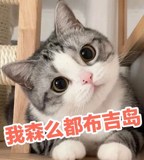 德文猫游戏,探寻神秘德意志的奇幻之旅(图3) 德文猫游戏,探寻神秘德意志的奇幻之旅(图3)