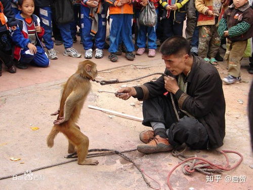 游戏本耍猴,揭秘耍猴背后的游戏本江湖风云(图2) 游戏本耍猴,揭秘耍猴背后的游戏本江湖风云(图2)