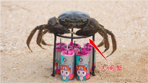 游戏烤螃蟹,舌尖上的冒险之旅(图3) 游戏烤螃蟹,舌尖上的冒险之旅(图3)