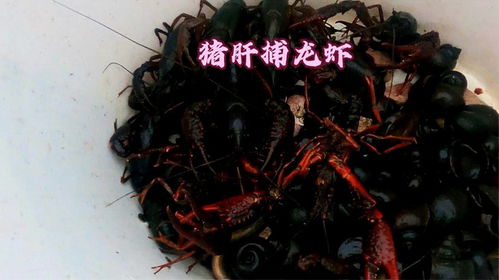 龙虾肝游戏,探索海洋深处的奇幻冒险之旅(图2) 龙虾肝游戏,探索海洋深处的奇幻冒险之旅(图2)