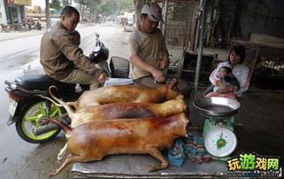 狗肉游戏,探寻狗肉游戏背后的伦理争议与文化冲突(图3)