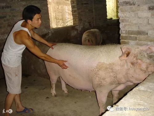 游戏赶母猪,一场欢乐的农家竞技之旅(图2) 游戏赶母猪,一场欢乐的农家竞技之旅(图2)