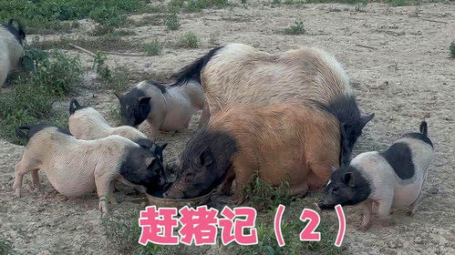 游戏赶母猪,一场欢乐的农家竞技之旅(图1) 游戏赶母猪,一场欢乐的农家竞技之旅(图1)